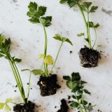 Parsley seedlings on marble table