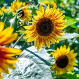 A patch of sunflowers