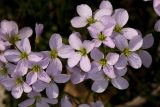 close up of a cluster of light purple five petal flowers