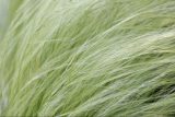 close up of light green grass blades