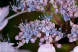 clusters of small purple and blue flowers
