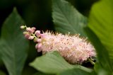 cone shaped cluster of pink flowers with large green leaves