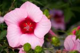 large pink flower with five petals