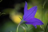 side view of a purple blue flower with pointed petals