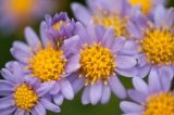 purple flowers with bright yellow centers