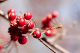 close up of bright red berries