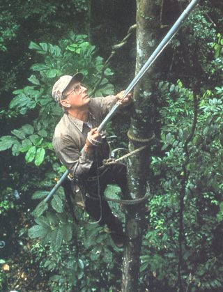 Photo of Scott Mori climbing a tree in the Amazon