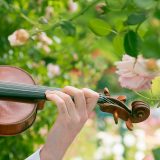 Someone playing a violin in the Rose Garden