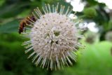 cluster of flowers in the shape of a sphere