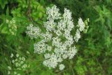 cluster of small white flowers amongst green leaves