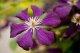 purple flower with 6 petals and a white center