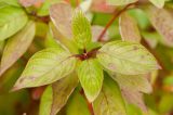 green ovate leaves on bright red stems