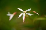 close up of small five petaled white flower with a yellow center