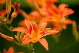 bright orange red flowers with long stamens