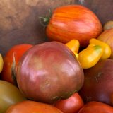 Photo of tomatoes from the Edible Academy