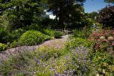 view of a garden with purple flowers in the foreground and paved path in the background