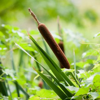 brown cylindrical top of a cattail amongst green reeds