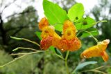 close up of two orange and red speckled trumpet shaped flowers