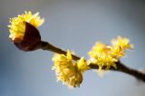 three bright yellow flowers growing off of one brown stem