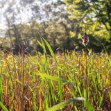 tall green and yellow cattail stems