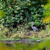 heron standing along the edge of a river