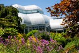 looking at a greenhouse in spring with purple and yellow flowers in the foreground