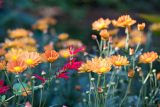 orange flowers with bright yellow centers on tall green stems