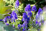 bunches of blue purple flowers