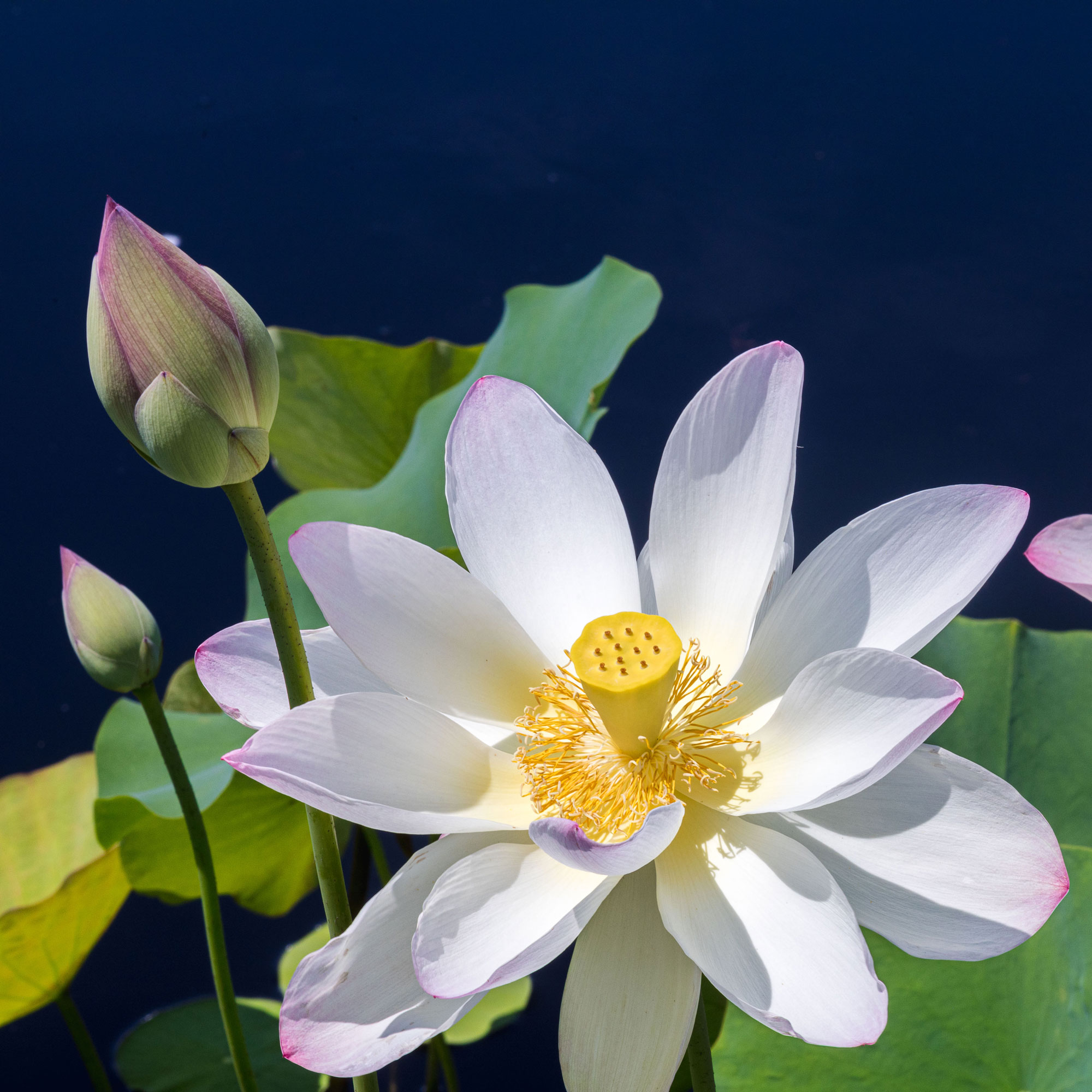 Photo of Nelumbo nucifera