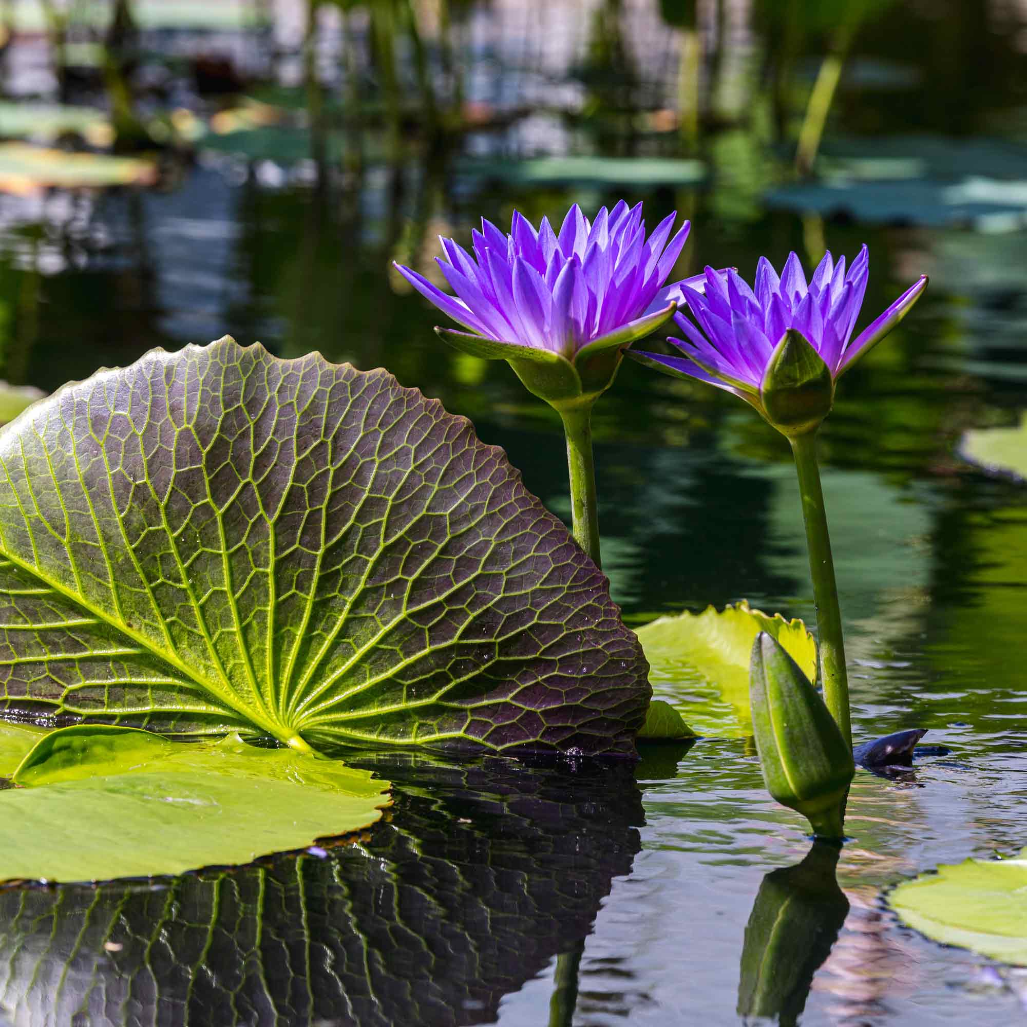 Photo of Nymphaea capensis