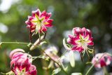 looking up at bright purple flowers with white and green centers