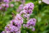 close up of a bunch of small purple flowers with a orange and black butterfly