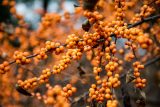 close up of orange berries on branches