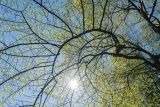 Looking up at the branches of a black tupelo tree