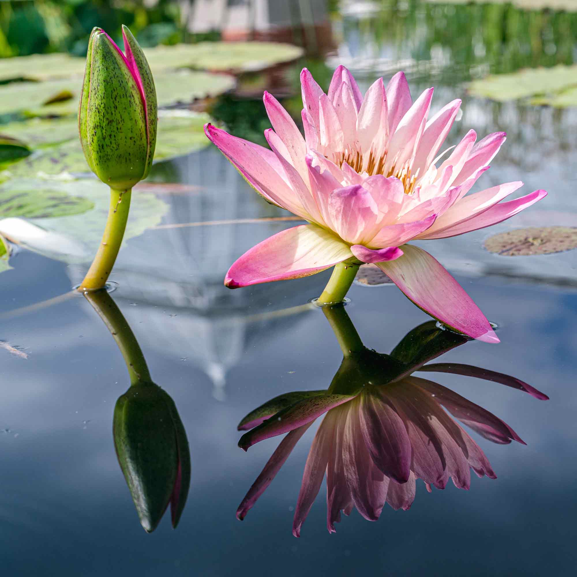 Photo of Nymphaea 'Albert Greenberg'