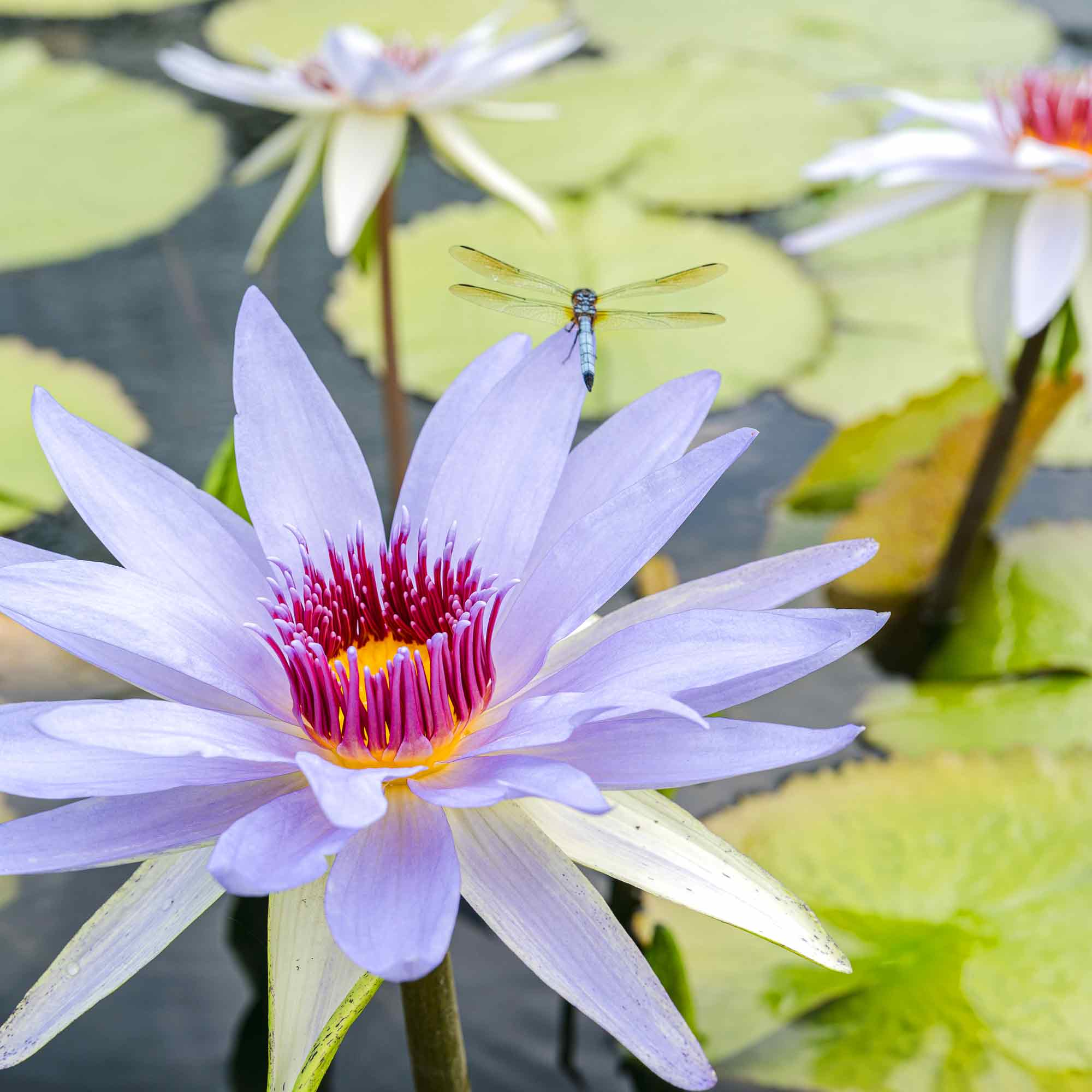 Photo of Nymphaea 'Wood's Blue Goddess'