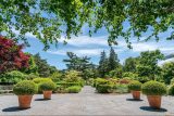 paved walkway with four rounded topiaries