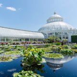 Lily pads, water lilies, lotuses, and other aquatic plants floating in a reflecting pool as the Enid A. Haupt Conservatory's dome and display houses reach up to a blue sky.