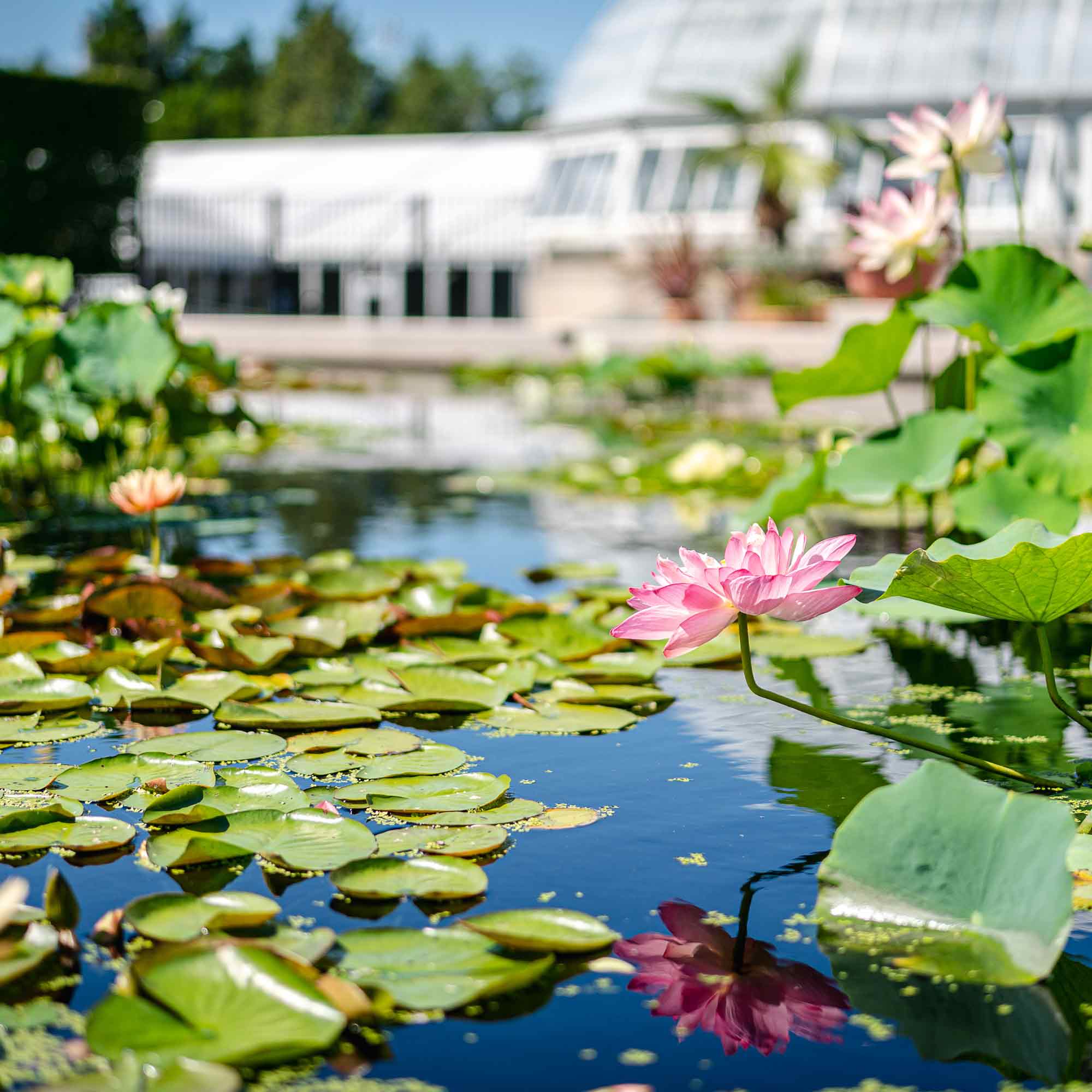 Photo of Nymphaea 'Clyde Ikins' & Nelumbo 'Rosea Plena'