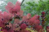 red pink cloud like flowers on a tree