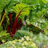 Chard leaves