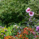 red yellow and pink wild flowers growing in front of green trees