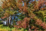 looking up at a tree with orange and green foliage