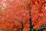 two trees with bright orange foliage