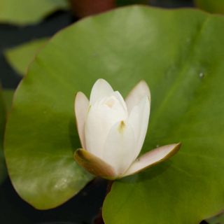 green circular leaf floating above water with a white water lily