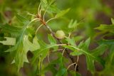 green leaves