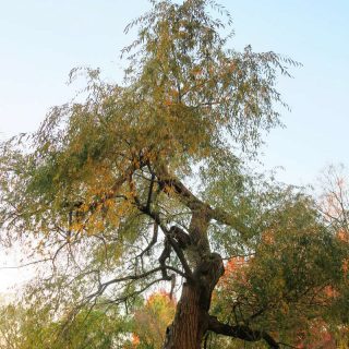 looking up at a willow tree against a blue sky