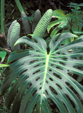 Photo of Monstera