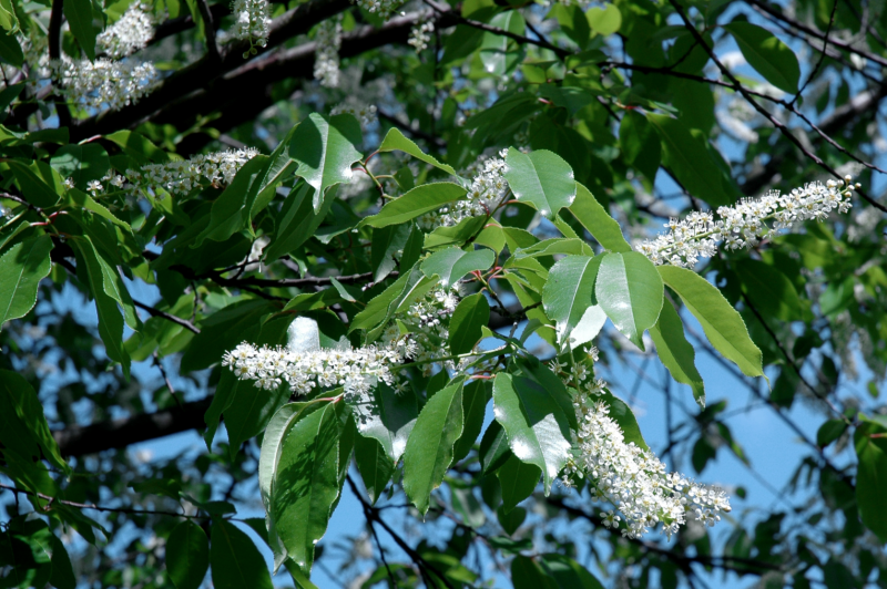 Photo of a Prunus species