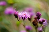 bright purple flowers